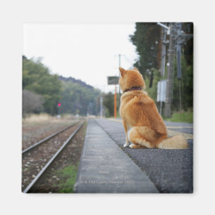Imán Perro que se sienta en la estación de tren