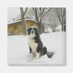Imán Perro que se sienta en nieve con la cabaña de