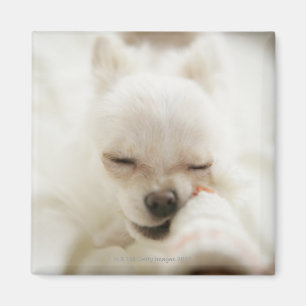 Imán Perro que sostiene el juguete en boca