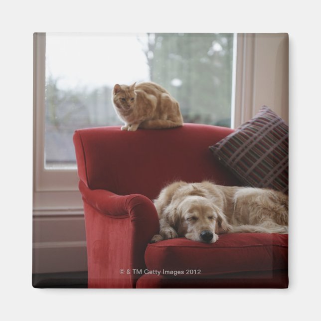 Imán Perro recuperador de oro con ginger tabby cat (Frente)