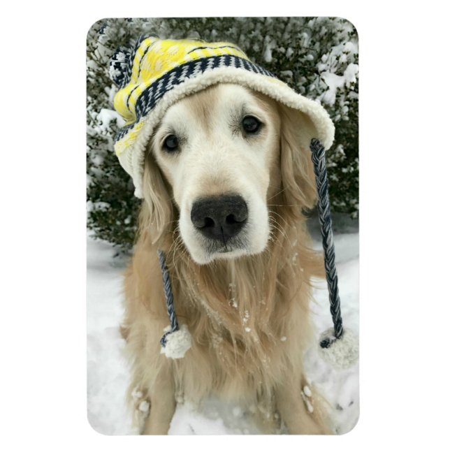 Imán Perro recuperador de oro con Gorra lindo en nieve (Vertical)