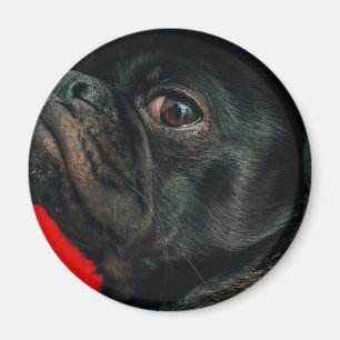 Imán perro rojo