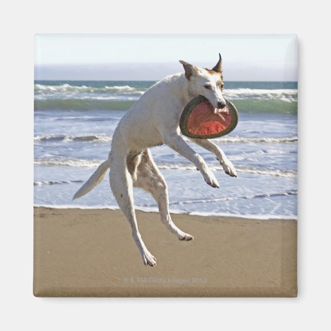 Imán Perro saltando para atrapar una abeja en la playa (Frente)