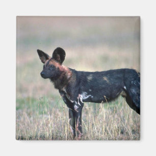 Imán Perro salvaje africano