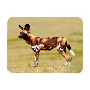 Imán Perro Salvaje Africano (Lycaon Pictus) de pie