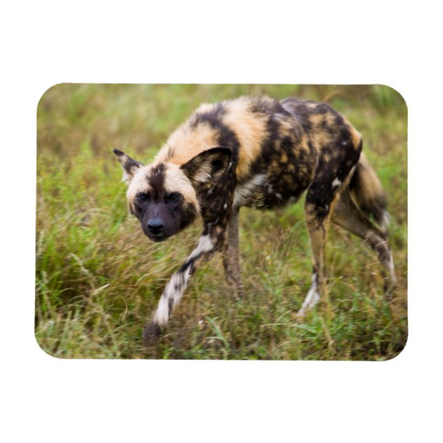 Imán Perro salvaje africano (Lycaon Pictus), juego de M (Horizontal)