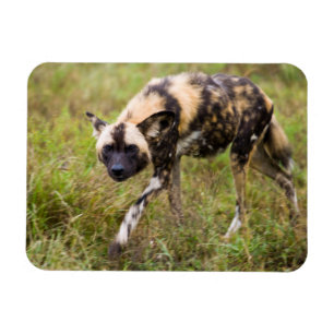 Imán Perro Salvaje Africano (Lycaon Pictus), Madikwe Ga
