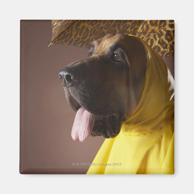 Imán Perro sangriento. (Frente)