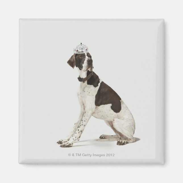Imán Perro sentado con una tiara en la cabeza (Frente)