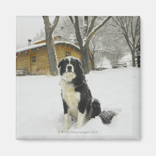 Imán Perro sentado en la nieve con cabaña de troncos de (Frente)