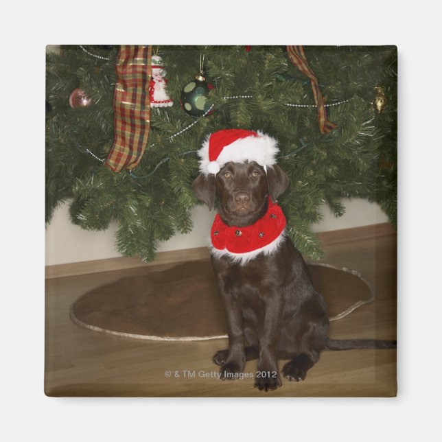 Imán Perro sentado junto a un árbol de Navidad (Frente)