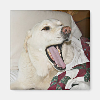 Imán Perro somnoliento