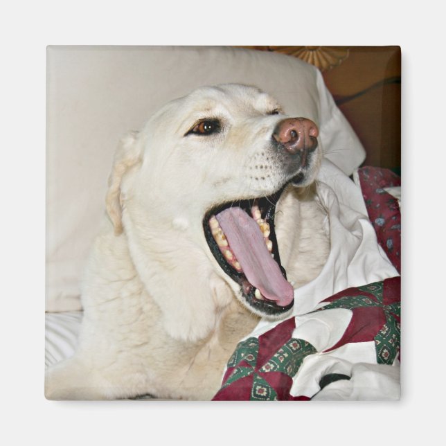 Imán Perro somnoliento (Frente)