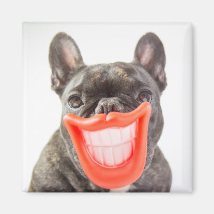 Imán Perro sonriente de las imágenes el   A de Getty