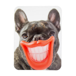 Imán Perro sonriente de las imágenes el   A de Getty