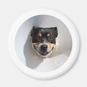 Imán Perro sonriente divertido