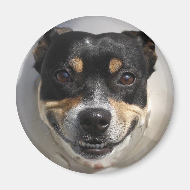 Imán Perro sonriente gracioso (Frente)