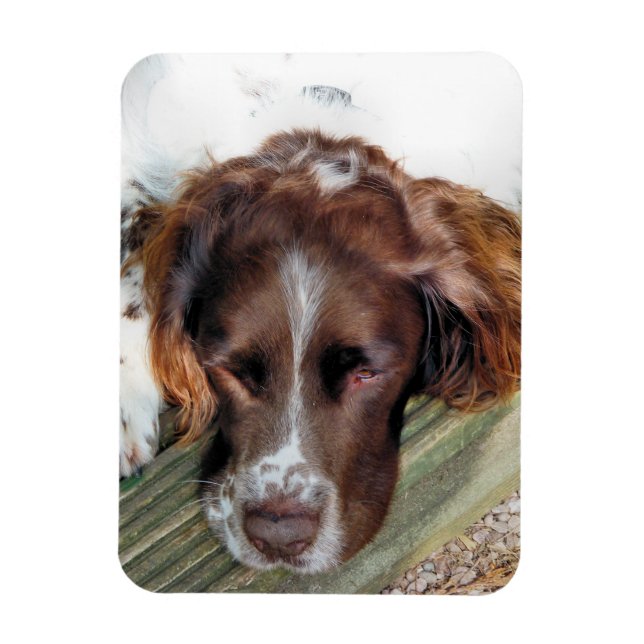 IMÁN PERRO SPANIEL (Vertical)