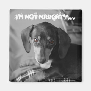 Imán Perro travieso del weiner