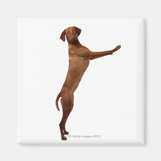 Imán Perro Vizsla (Frente)