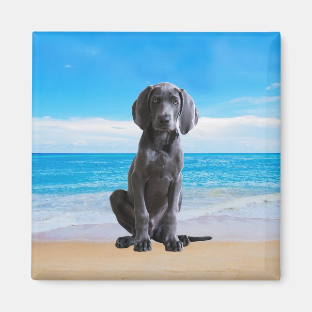 Imán Perro Weimaraner Sentado En La Playa (Frente)
