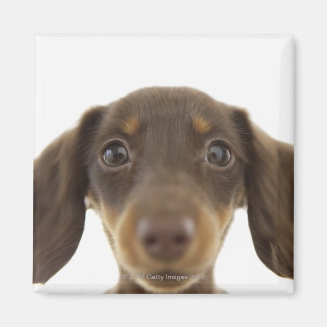 Imán Perro Wiener (marrón) 2 (Frente)
