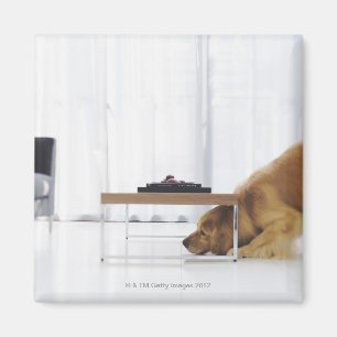 Imán Perro y mesa