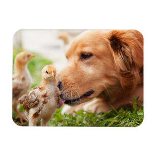 Imán Perro y polluelo