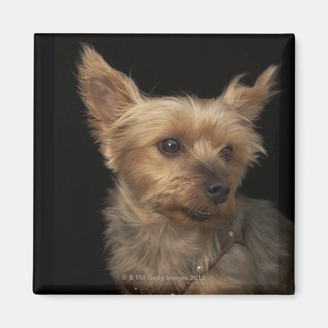 Imán Perro Yorkie de pelo corto mirando a la derecha (Frente)