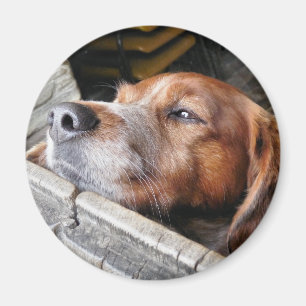 IMÁN PERROS