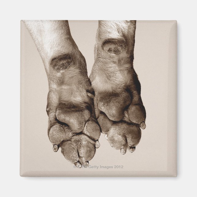 Imán Perros (Frente)