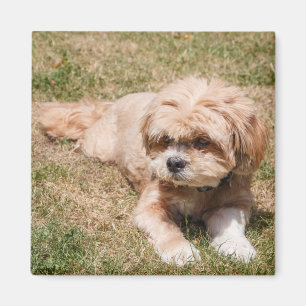 Imán Perros de Lhasa Apso