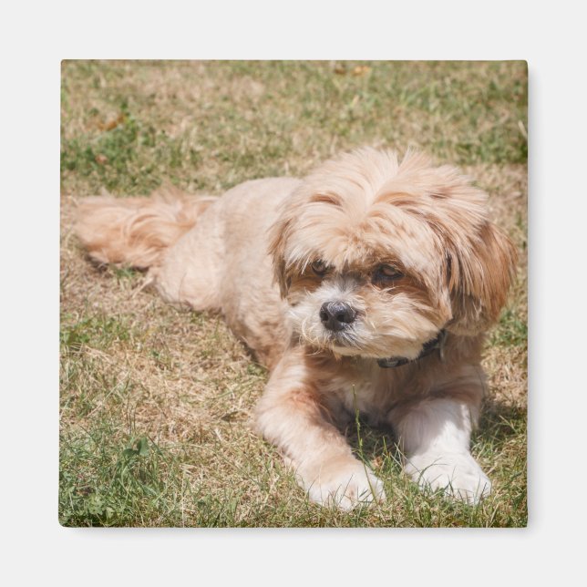 Imán Perros de Lhasa Apso (Frente)