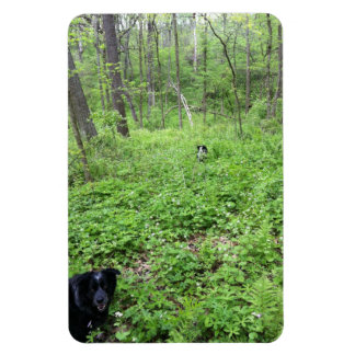 Imán Perros en los bosques