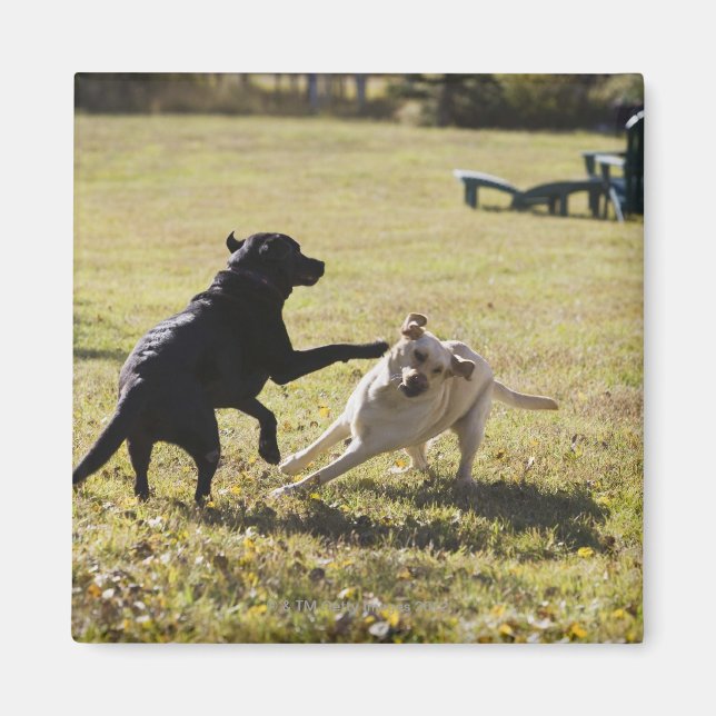 Imán Perros jugando (Frente)