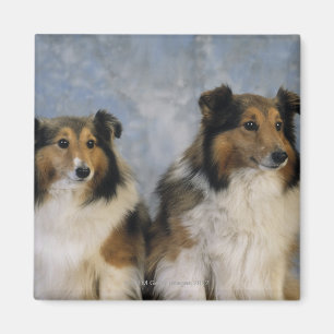 Imán Perros pastor de Shetland