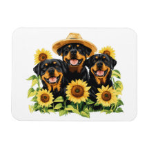 Perros Rottweiler Rodeados De Sunflowers