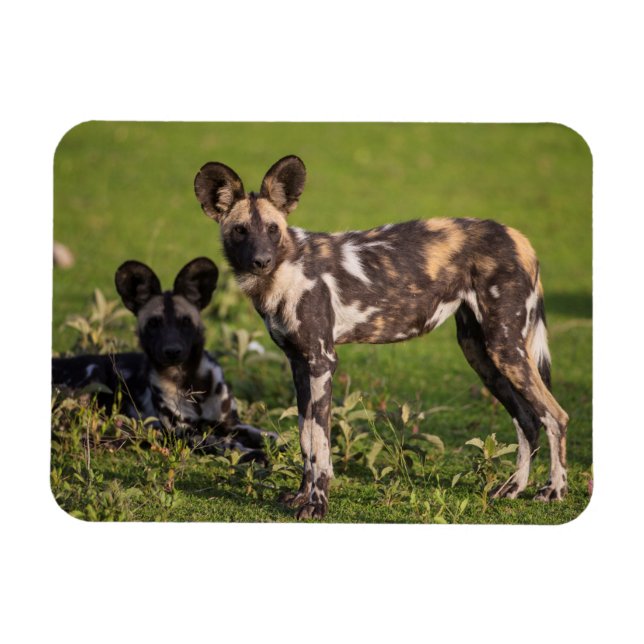 Imán Perros salvajes africanos en Tanzania (Horizontal)