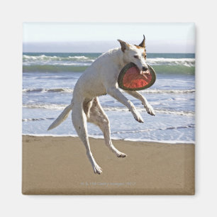 Imán Persiga el salto para coger un disco volador en la