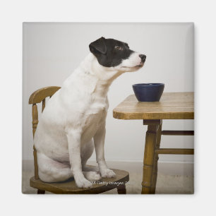 Imán Persiga sentarse en una silla delante de un cuenco