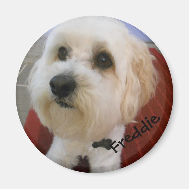 Imán Personalidades magnéticas - Freddie (Frente)