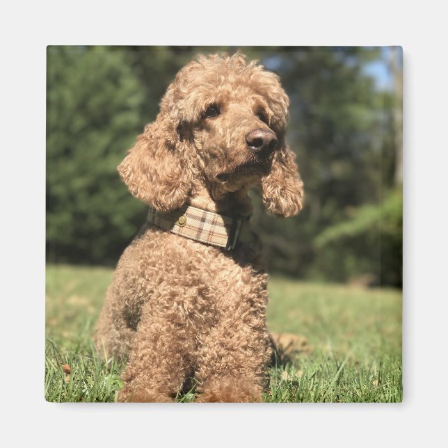 Imán Personalizable Apricot Poodle (Frente)