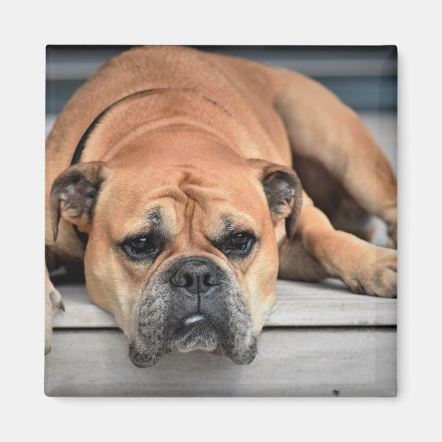 Imán Personalizable de Bulldog continental (Frente)