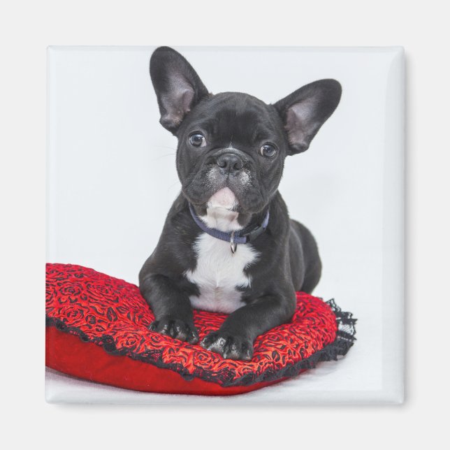 Imán Personalizable de Cachorro de BULLDOG Negro (Frente)
