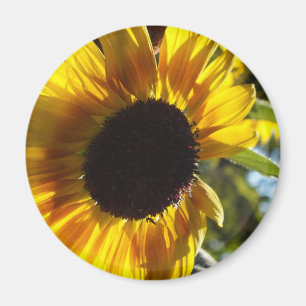 Imán Personalizable del girasol por la mañana