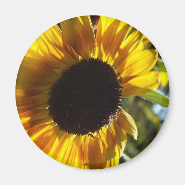 Imán Personalizable del girasol por la mañana (Frente)