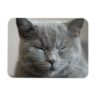 Imán Personalizado Cute Gray Kitty Face Photo