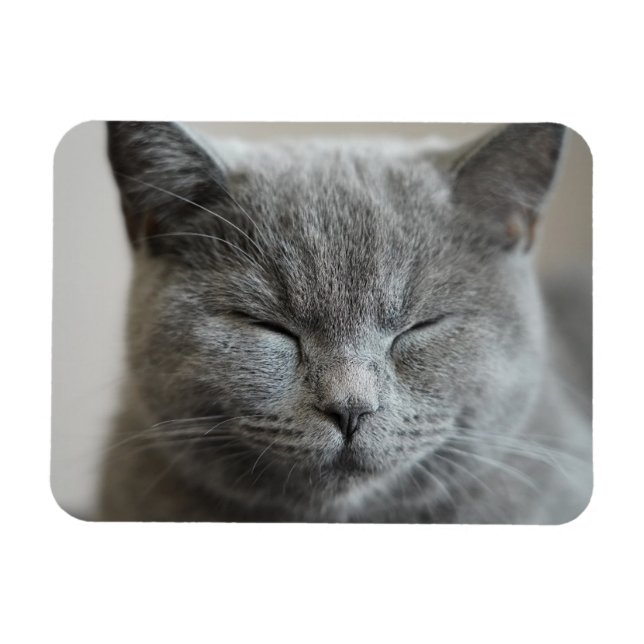 Imán Personalizado Cute Gray Kitty Face Photo (Horizontal)