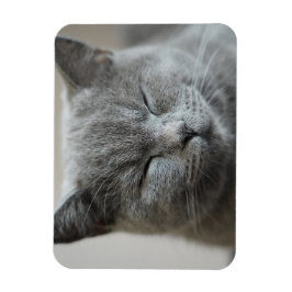 Imán Personalizado Cute Gray Kitty Face Photo