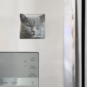 Imán Personalizado Cute Gray Kitty Face Photo Magnet